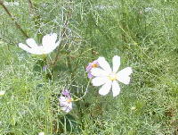 kosumosu