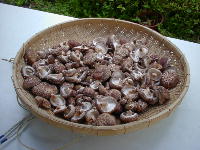 siitakesyuukaku