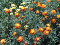 �}���[�S�[���h