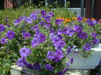 �y�`���j�A�i�j