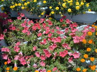 �y�`���j�A�i�ԁj